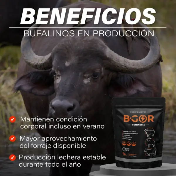 Beneficios B-GOR para búfalos